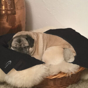 Bulldog lying in basket on cooling blanket SX3 from E.COOLINE