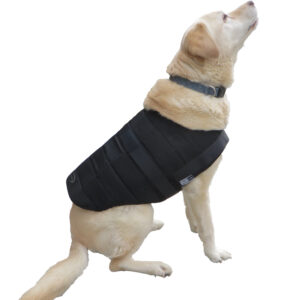 Retriever with Powerdog SX3 dog cooling vest