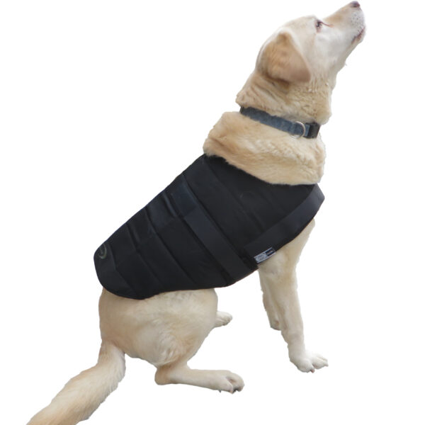 Retriever with Powerdog SX3 dog cooling vest