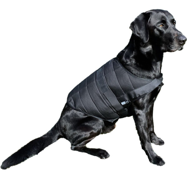Retriever wears Powerdog SX3 dog cooling vest from E.COOLINE