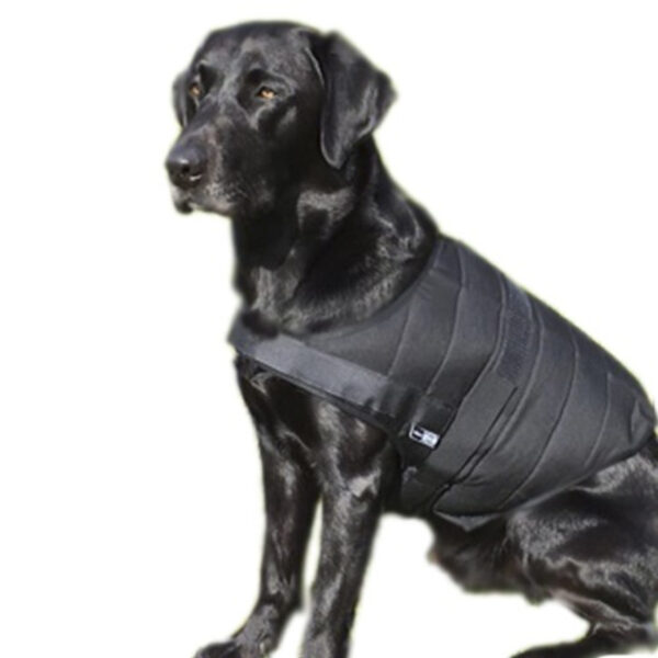 Retriever wears Powerdog SX3 dog cooling vest from E.COOLINE