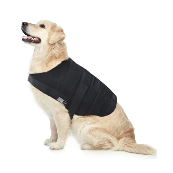 Retriever with Powerdog SX3 dog cooling vest