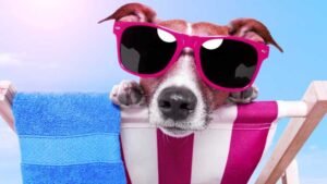 Hitzeschutz-für-Hunde-mit-Ecooline